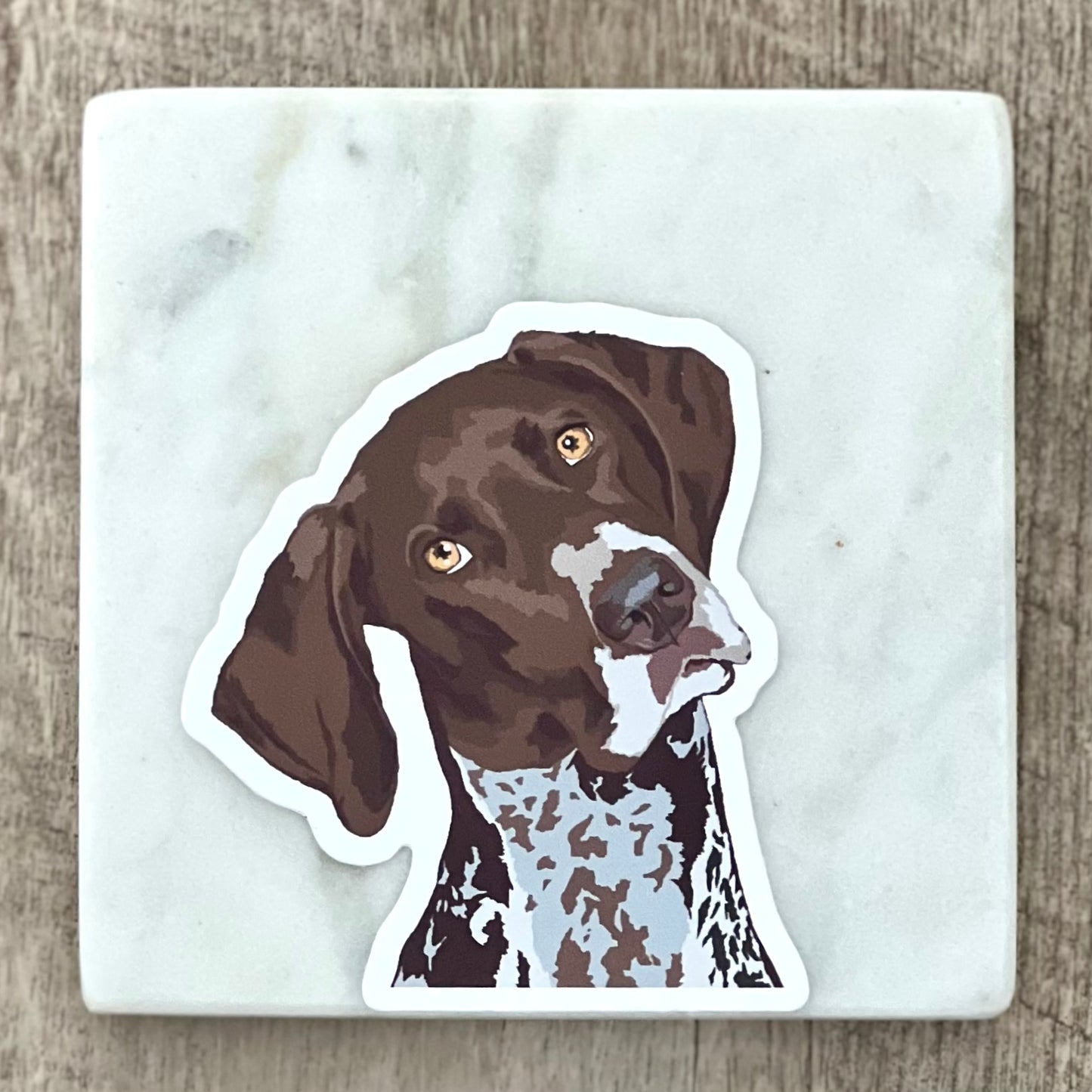 German shorthair pointer tilting head sticker, 3", die cut, waterproof, vinyl